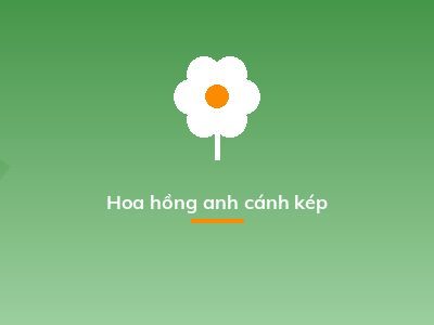 Hoa hồng anh cánh kép