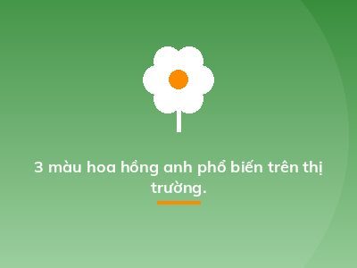 3 màu hoa hồng anh phổ biến trên thị trường.
