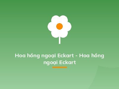 Hoa hồng ngoại Eckart - Hoa hồng ngoại Eckart