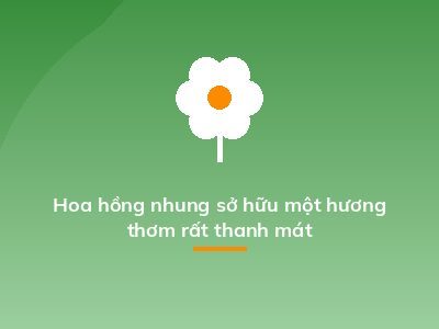 Hoa hồng nhung sở hữu một hương thơm rất thanh mát