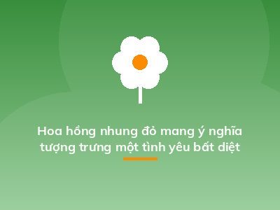 Hoa hồng nhung đỏ mang ý nghĩa tượng trưng một tình yêu bất diệt