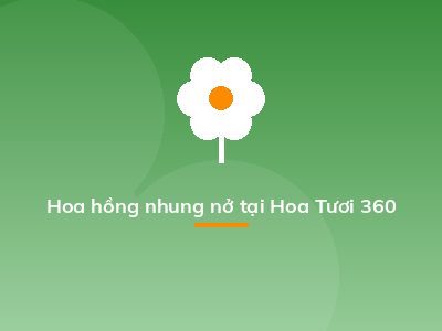 Hoa hồng nhung nở tại Hoa Tươi 360