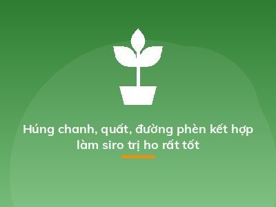 Húng chanh, quất, đường phèn kết hợp làm siro trị ho rất tốt