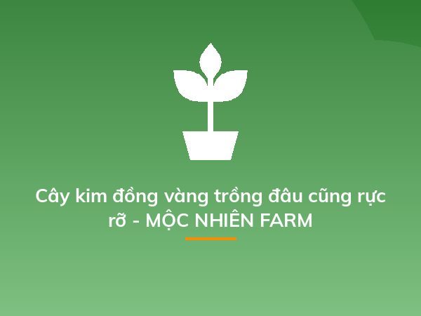 Cây kim đồng vàng trồng đâu cũng rực rỡ - MỘC NHIÊN FARM