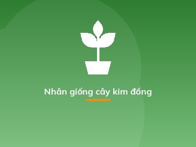 Nhân giống cây kim đồng