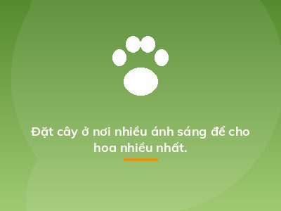 Đặt cây ở nơi nhiều ánh sáng để cho hoa nhiều nhất.