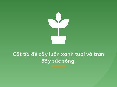 Cắt tỉa để cây luôn xanh tươi và tràn đầy sức sống.