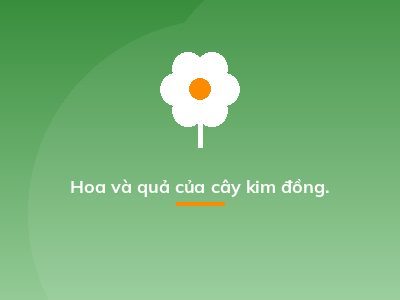 Hoa và quả của cây kim đồng.