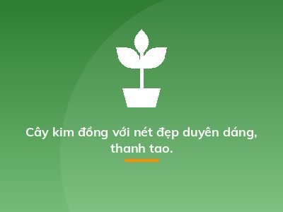 Cây kim đồng với nét đẹp duyên dáng, thanh tao.