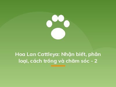 Hoa Lan Cattleya: Nhận biết, phân loại, cách trồng và chăm sóc - 2