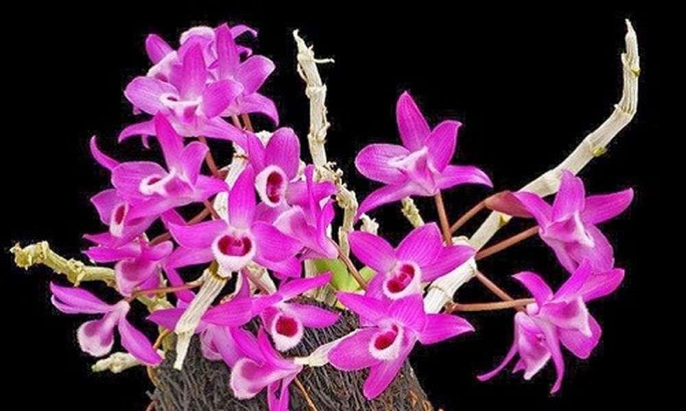 Hình ảnh các loại Hoa Lan đẹp nhất Việt Nam xứng tầm thế giới