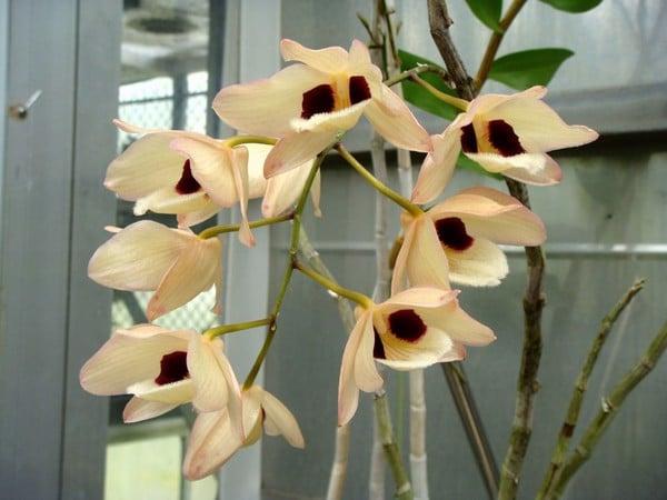 Cách nhận biết lan hoàng thảo thái bình