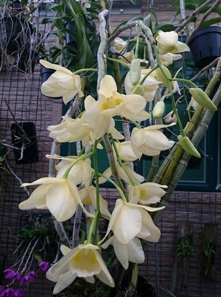 Hướng dẫn chăm sóc lan hoàng thảo thái bình