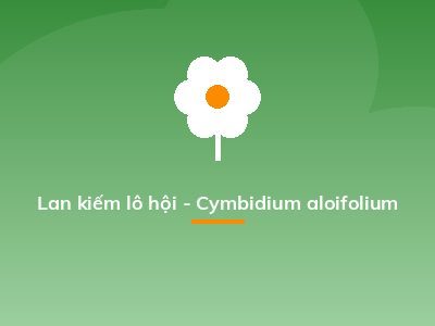 Lan kiếm lô hội - Cymbidium aloifolium