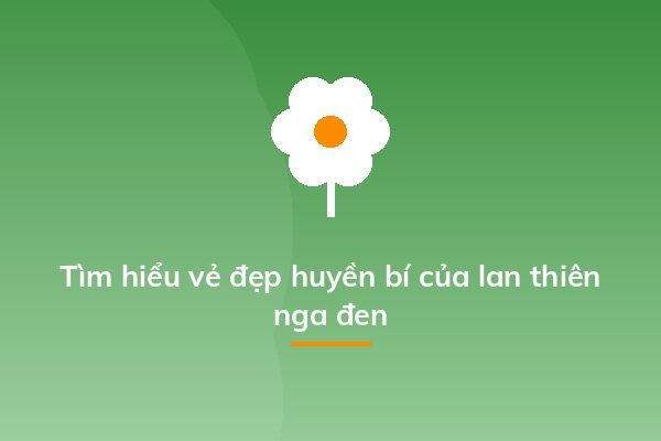 Tìm hiểu vẻ đẹp huyền bí của lan thiên nga đen