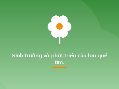 Sinh trưởng và phát triển của lan quế tím.