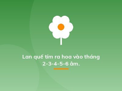 Lan quế tím ra hoa vào tháng 2-3-4-5-6 âm.