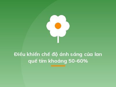 Điều khiển chế độ ánh sáng của lan quế tím khoảng 50-60%