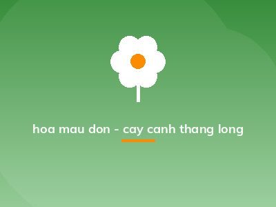 hoa mau don - cay canh thang long