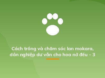 Cách trồng và chăm sóc lan mokara, dân nghiệp dư vẫn cho hoa nở đều - 3
