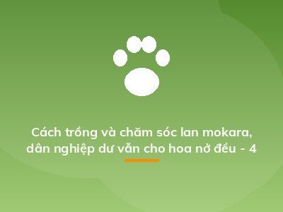 Cách trồng và chăm sóc lan mokara, dân nghiệp dư vẫn cho hoa nở đều - 4