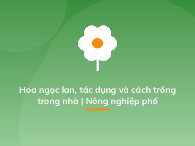 Hoa ngọc lan, tác dụng và cách trồng trong nhà | Nông nghiệp phố