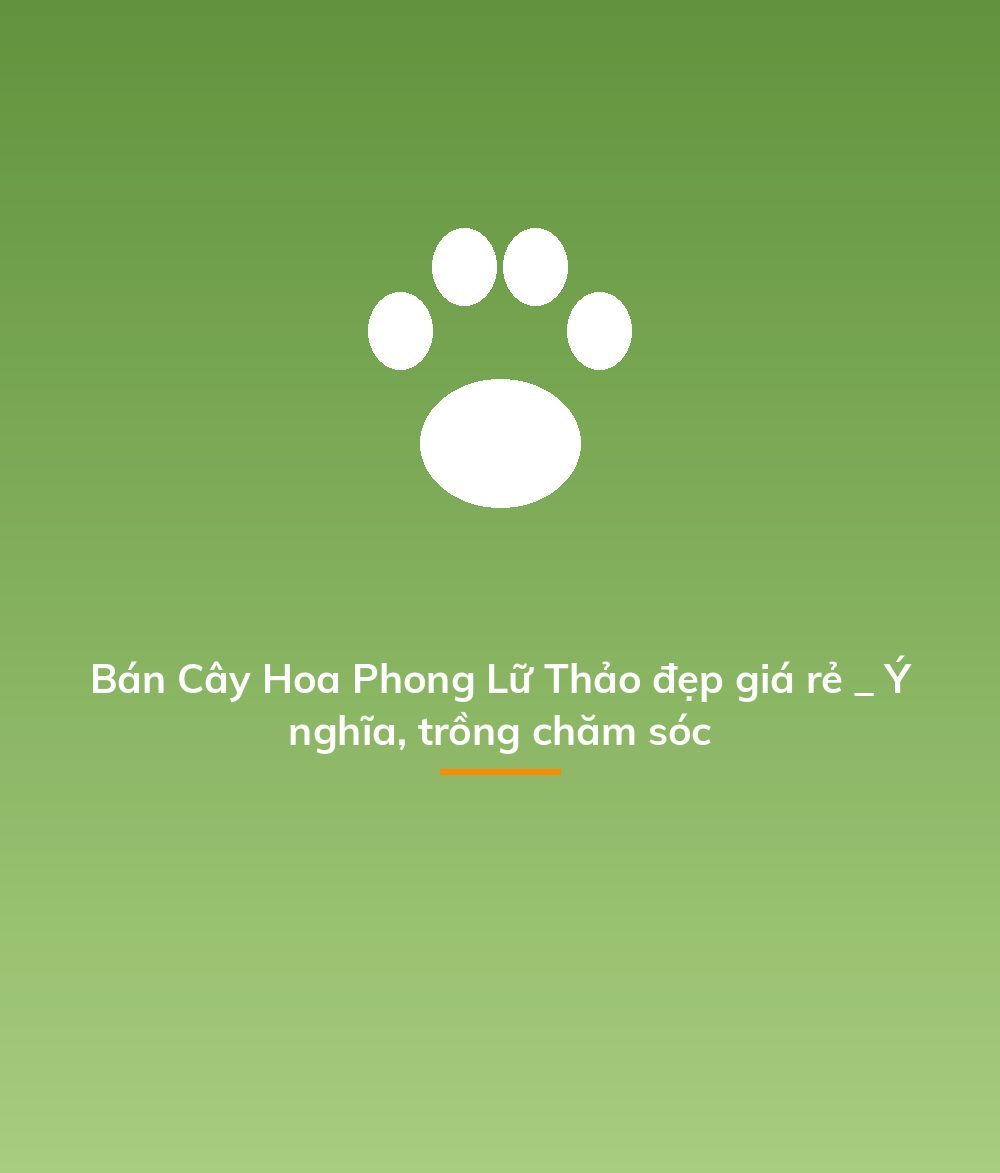 Bán Cây Hoa Phong Lữ Thảo đẹp giá rẻ _ Ý nghĩa, trồng chăm sóc