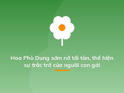 Hoa Phù Dung sớm nở tối tàn, thể hiện sự trắc trở của người con gái
