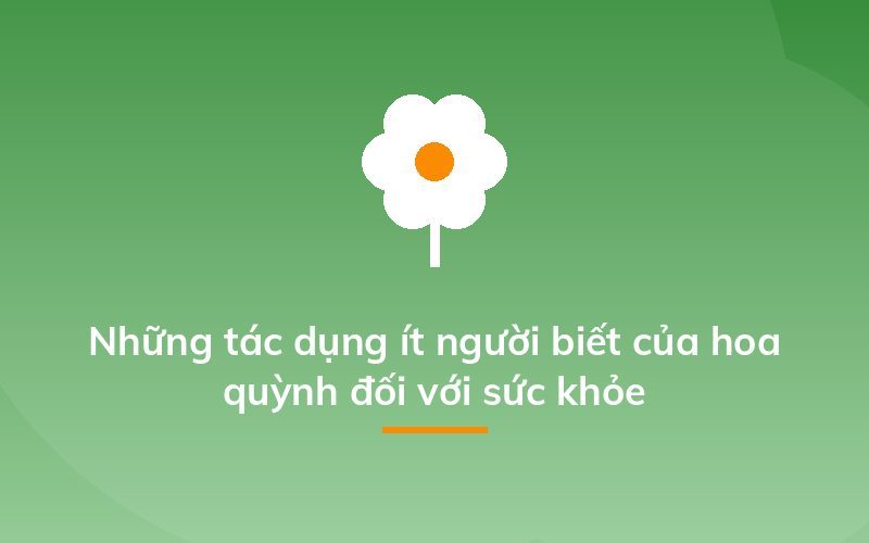 Những tác dụng ít người biết của hoa quỳnh đối với sức khỏe