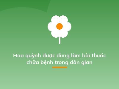 Hoa quỳnh được dùng làm bài thuốc chữa bệnh trong dân gian