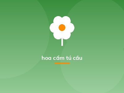 hoa cẩm tú cầu