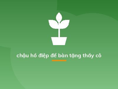 chậu hồ điệp để bàn tặng thầy cô