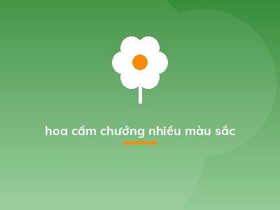 hoa cẩm chướng nhiều màu sắc