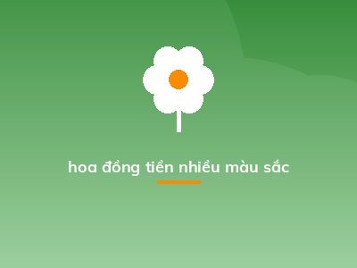 hoa đồng tiền nhiều màu sắc