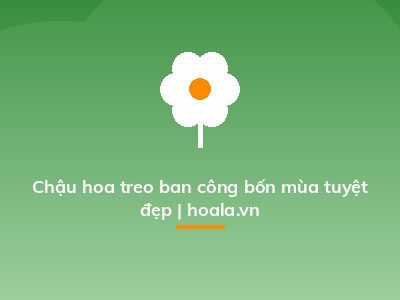Chậu hoa treo ban công bốn mùa tuyệt đẹp | hoala.vn