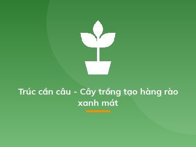 Trúc cần câu - Cây trồng tạo hàng rào xanh mát