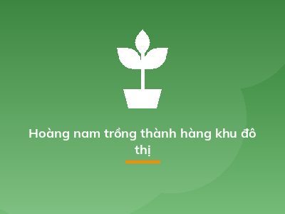 Hoàng nam trồng thành hàng khu đô thị