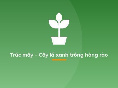 Trúc mây - Cây lá xanh trồng hàng rào