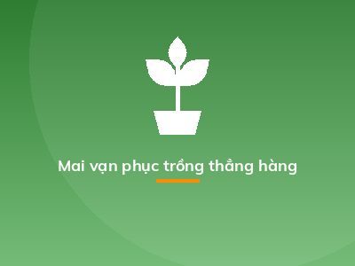 Mai vạn phục trồng thẳng hàng