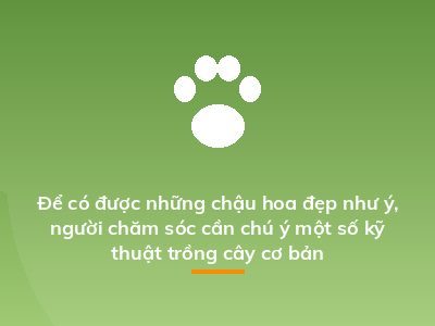 Để có được những chậu hoa đẹp như ý, người chăm sóc cần chú ý một số kỹ thuật trồng cây cơ bản
