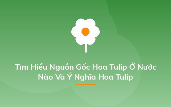 Tìm Hiểu Nguồn Gốc Hoa Tulip Ở Nước Nào Và Ý Nghĩa Hoa Tulip