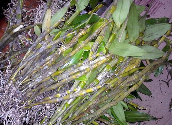 Hoa đùi gà tròn có họng thẫm màu tím đen, lưỡi tròn
