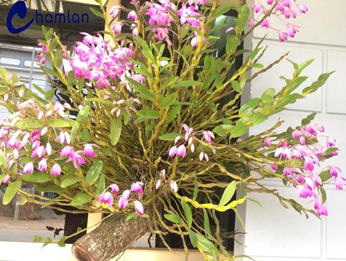 Một khúc cây có lan đùi gà bám vào
