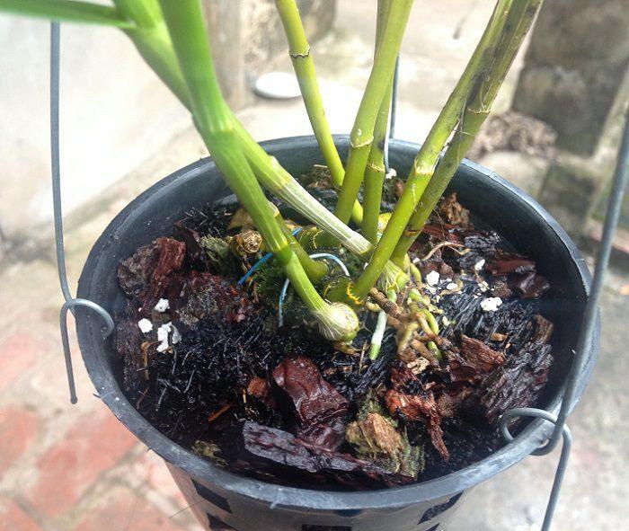 Trồng lan đùi gà vào chậu cực dễ dàng