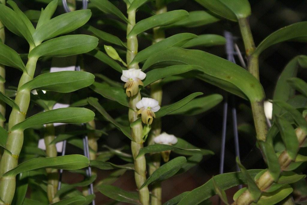 Hoàng Thảo Hương Duyên