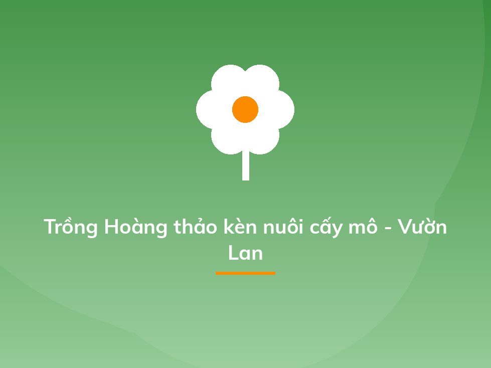 Trồng Hoàng thảo kèn nuôi cấy mô - Vườn Lan