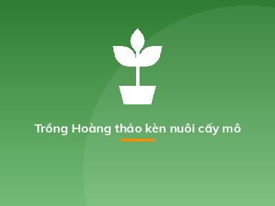 Trồng Hoàng thảo kèn nuôi cấy mô