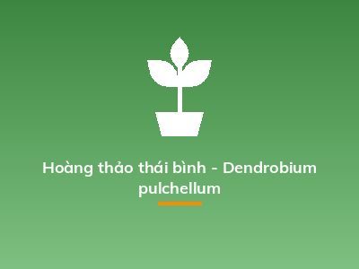 Hoàng thảo thái bình - Dendrobium pulchellum