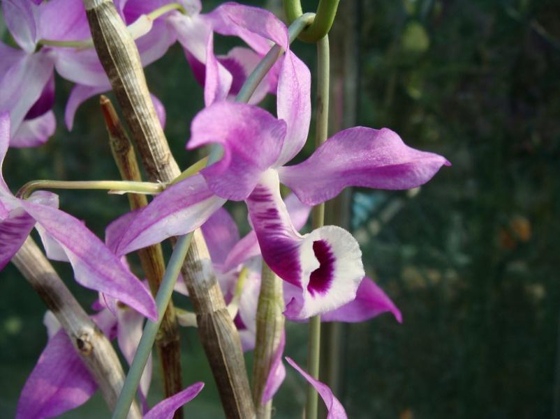 Lưu giữ và phát triển một số loài lan Hoàng thảo (Dendrobium) bản