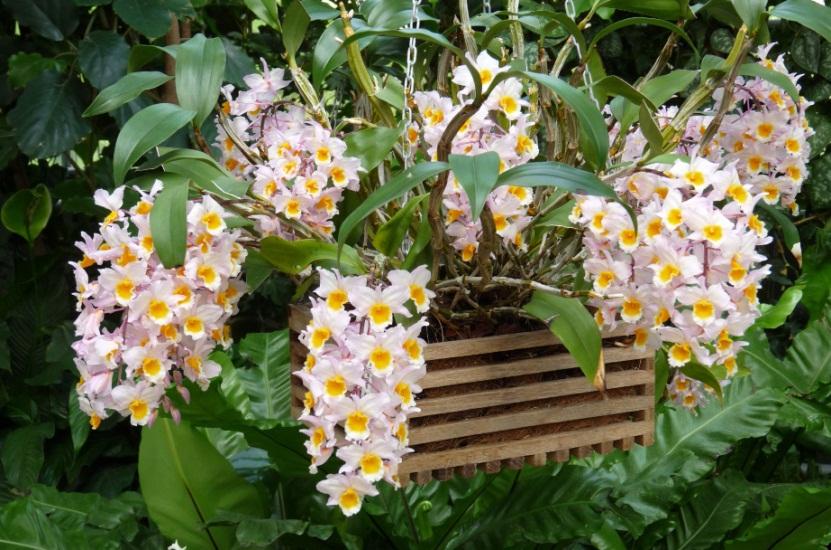 Lưu giữ và phát triển một số loài lan Hoàng thảo (Dendrobium) bản